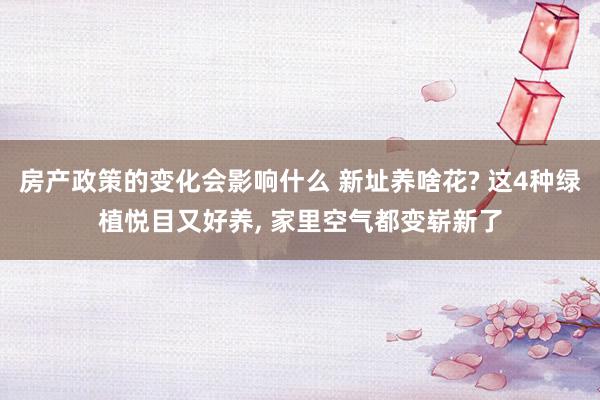 房产政策的变化会影响什么 新址养啥花? 这4种绿植悦目又好养, 家里空气都变崭新了